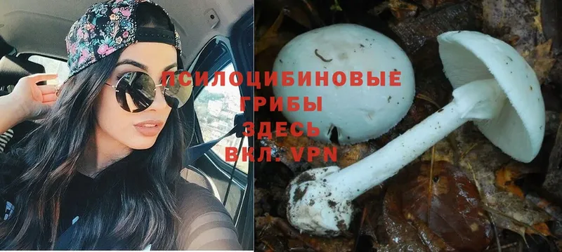 Псилоцибиновые грибы Psilocybe  omg как зайти  Ужур 